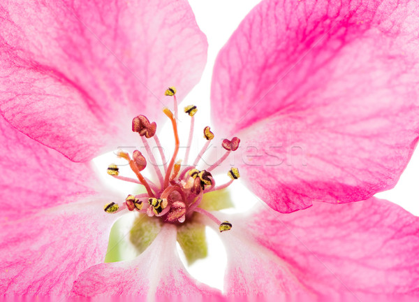 Isolato rosa fiore melo macro Foto d'archivio © manfredxy