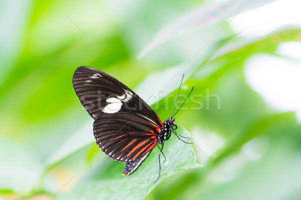 Tropical Passion-vine butterfly Stock photo © manfredxy