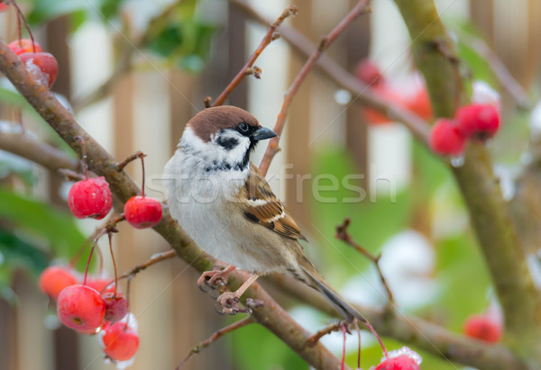Tree sparrow sitting in a snow covered apple tree Stock photo © manfredxy