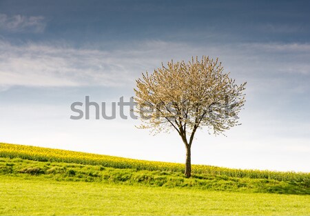 Peisaj inflorire copac primăvară Imagine de stoc © manfredxy