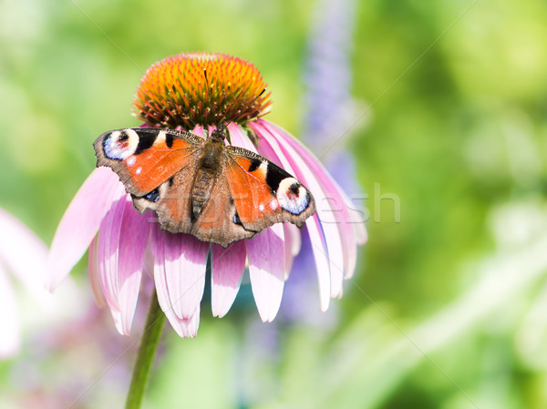 Peacock butterfly on pink echinacea blossom Stock photo © manfredxy