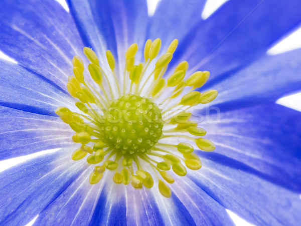 Blue winter windflower anemone blanda Stock photo © manfredxy