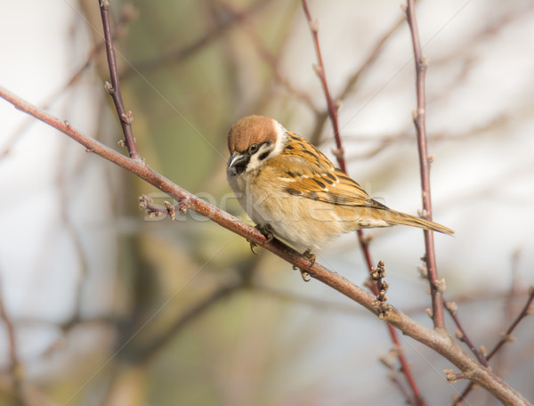Eurasian tree sparrow sitting on a twig Stock photo © manfredxy