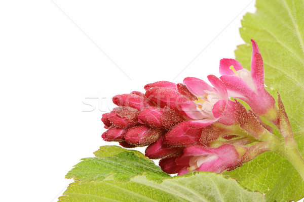 Foto stock: Groselha · flor · isolado · florescimento · flor · folha