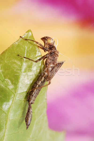 Dragonfly skóry pusty liści Zdjęcia stock © manfredxy