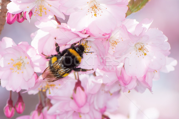 Poszméh gyűjt virágpor rózsaszín cseresznyevirág virágok Stock fotó © manfredxy