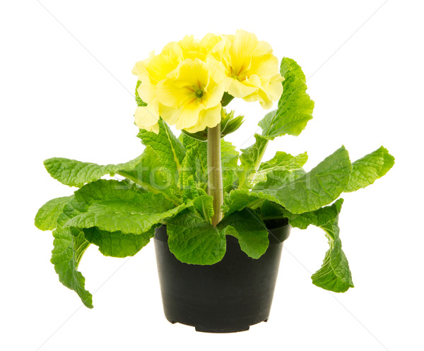 Isolated Yellow Primrose Flower Stock photo © manfredxy