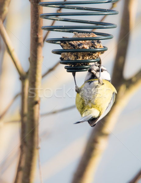 Blue tit bird eating at a bird feeder Stock photo © manfredxy