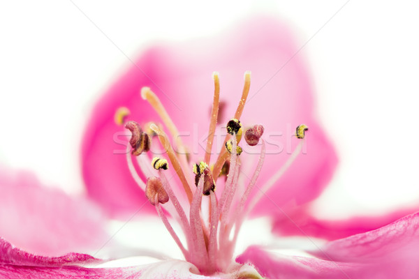 Isolated pink blossom of an apple tree Stock photo © manfredxy