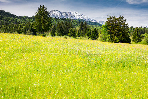 Foto stock: Alpes · montanhas · floresta · montanha · prado