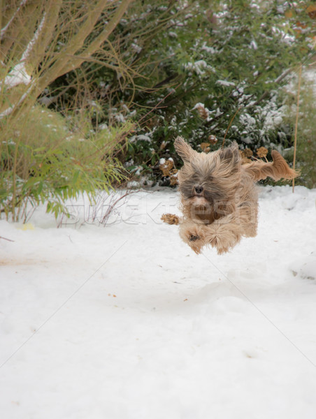Tibetan terrier dog running and jumping in the snow. Stock photo © manfredxy