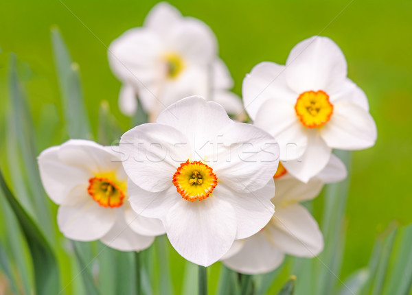 Stock photo: Daffodil flower blossoms