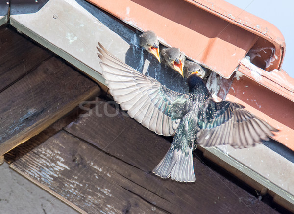 Flying common Starling feeding babies Stock photo © manfredxy