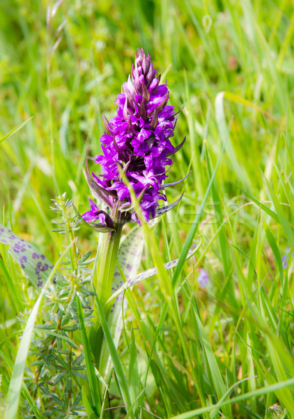 Purple march orchid flower in a medow Stock photo © manfredxy