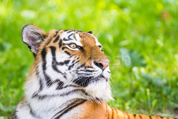 Portrait of a siberian tiger Stock photo © manfredxy