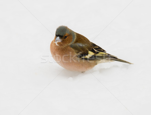 [[stock_photo]]: Homme · oiseau · neige · permanent · nature · jardin