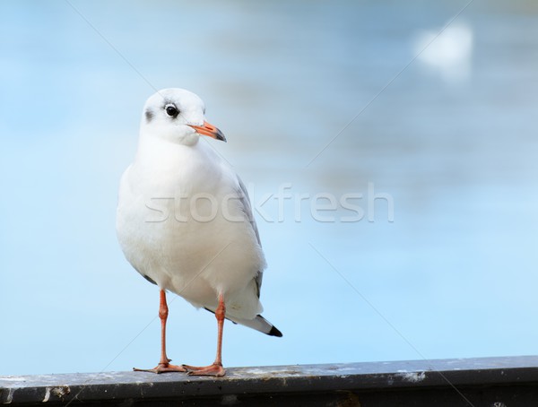 Seagull Stock photo © manfredxy