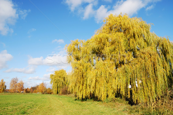 Weeping Willow Stock photo © manfredxy