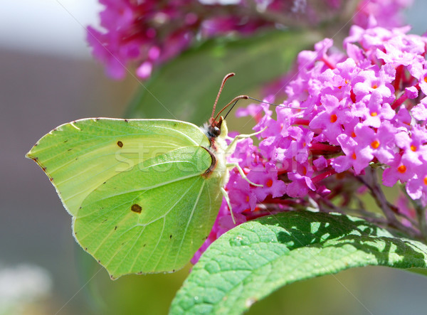 Butterfly Stock photo © manfredxy