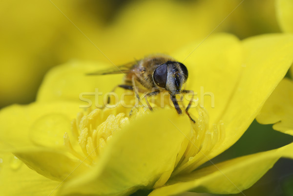 Marsh marigold with a bee Stock photo © manfredxy