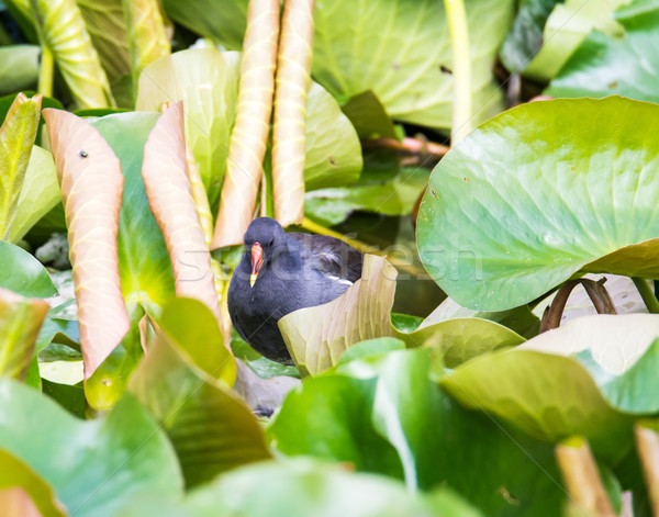 Moorhen hiding between water lily leaves Stock photo © manfredxy