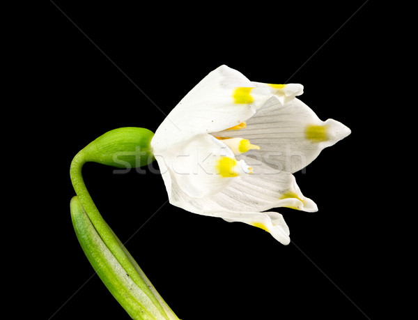 Spring snowflake flower isolated on black Stock photo © manfredxy