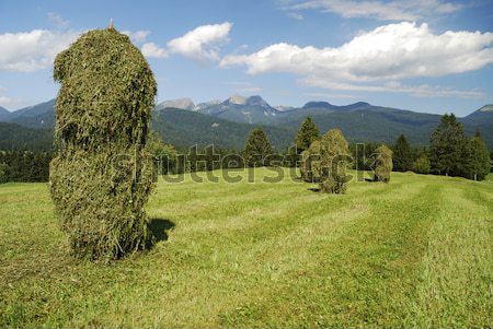 Alpes herbe paysage montagne vert prairie [[stock_photo]] © manfredxy