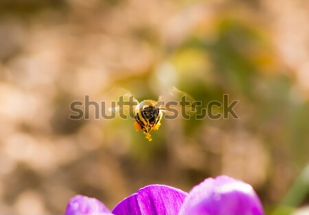 Flying Honeybee Stock photo © manfredxy