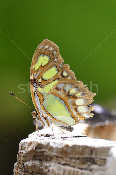 Imagine de stoc: Tropical · fluture · malachit · culoare · animal · insectă