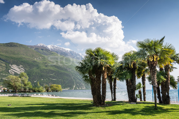 Palm Trees at Lake Garda Stock photo © manfredxy