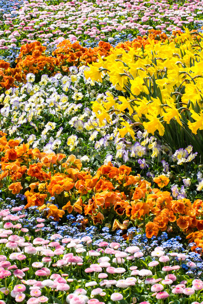 Sea of Flowers Stock photo © manfredxy