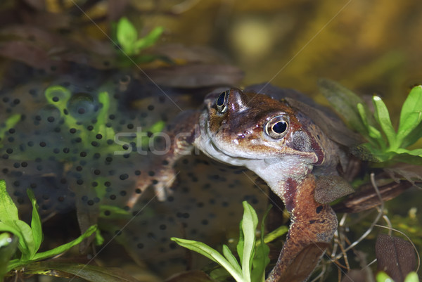 Frog spawn Stock photo © manfredxy