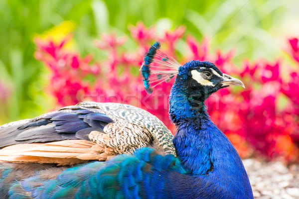 Paon portrait Homme nature oiseau [[stock_photo]] © manfredxy