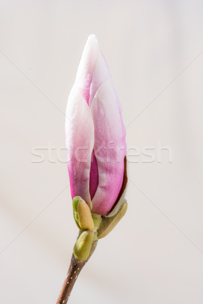 Roz magnolie mugur copac primăvară alb Imagine de stoc © manfredxy