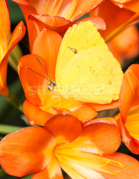 Orange-barred Sulphur Stock photo © manfredxy