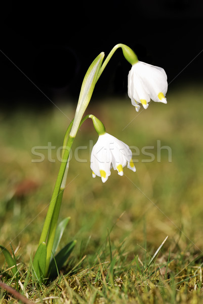 Snowdrops Stock photo © manfredxy
