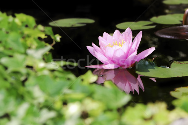 Pink water lily Stock photo © manfredxy