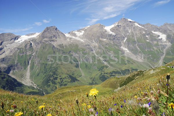 Flower meadow in the alps Stock photo © manfredxy