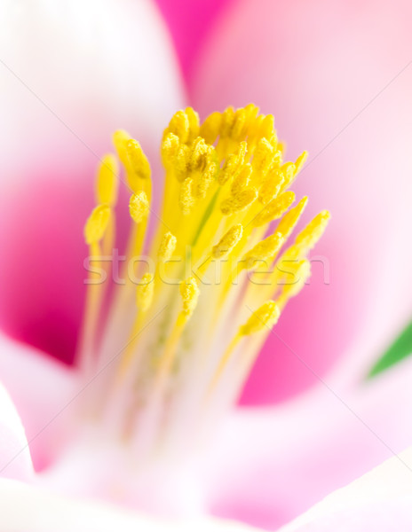 Anther of Aquilegia Blossom Stock photo © manfredxy