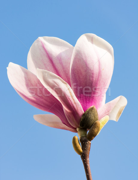 Magnolie Floare Roz Copac Plantă Alb Imagine De Stoc