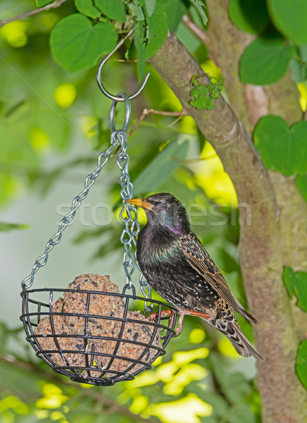 Starling at a bird feeder Stock photo © manfredxy