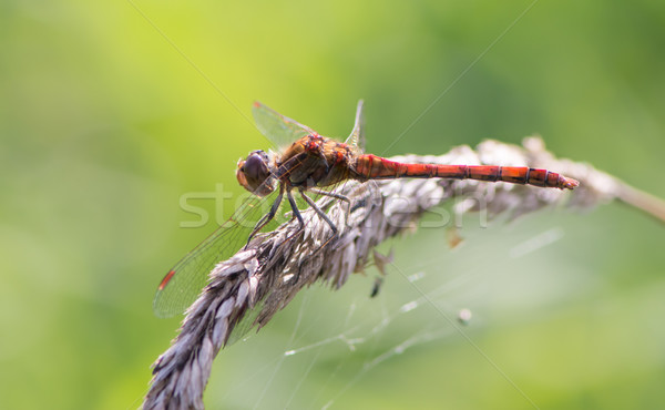 商業照片: 蜻蜓 · 宏 · 紅色 · 植物