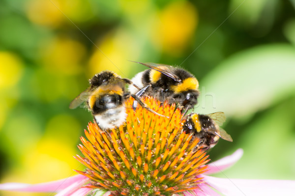 Three bumblebees on echinacea blossom Stock photo © manfredxy