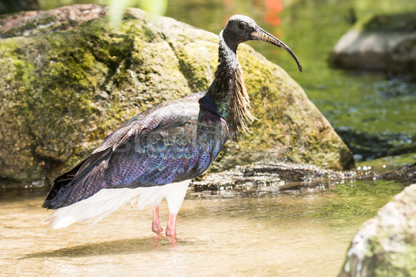 Straw-necked ibis wading through the water Stock photo © manfredxy