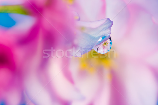 Abstract floral macro background with waterdrop reflection Stock photo © manfredxy