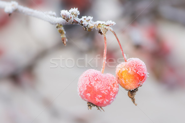 Foto d'archivio: Maturo · mele · coperto · gelo · congelato · albero