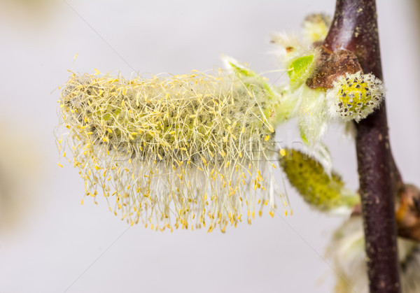 Pussy willow full of pollen Stock photo © manfredxy