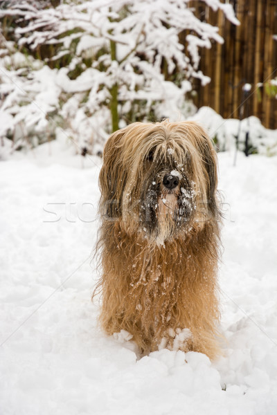 Long-haired tibetan terrier in the snow Stock photo © manfredxy