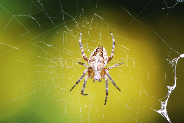 Garden Spider Stock photo © manfredxy