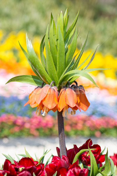 Fritillaria imperialis Stock photo © manfredxy